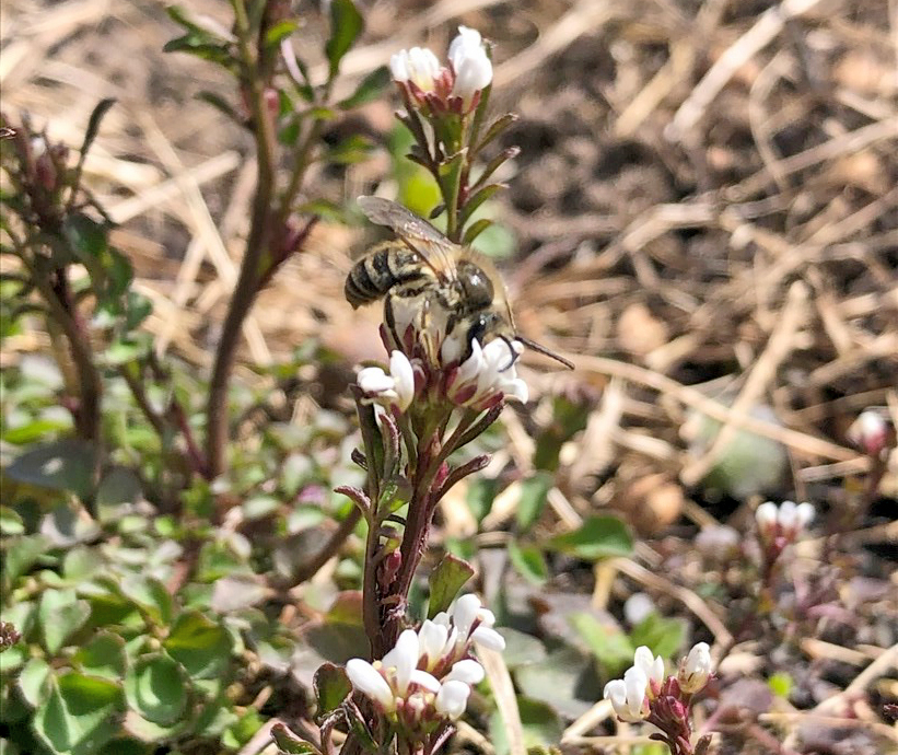 Bee foraging on hairy bittercress